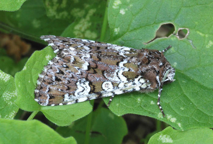 Serie Noctuidi Monte Faverghera